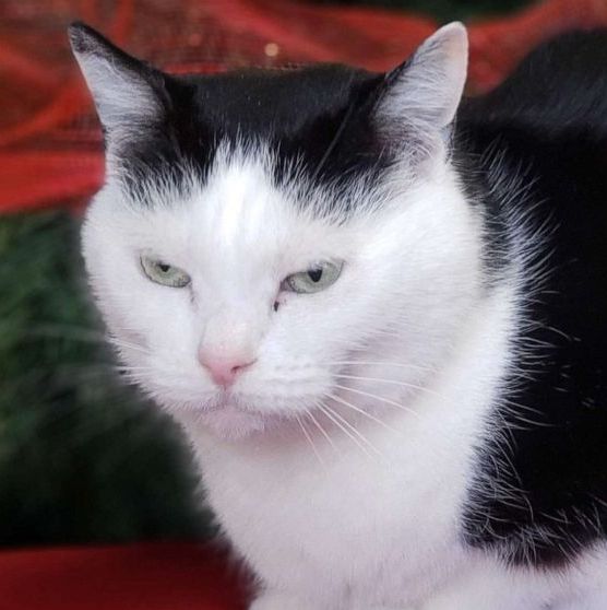 Perdita The World s Worst Cat Is Up For Adoption