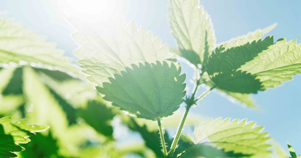 Nettle Tea Benefits Will the Herb Help Relieve Allergies?