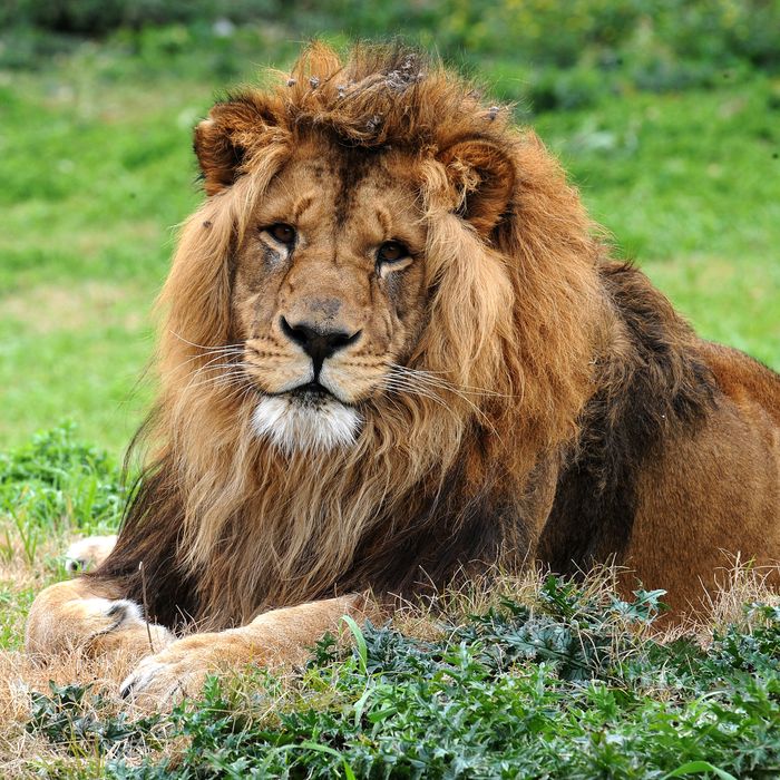 Lions are sometimes shot on site before slaughter.