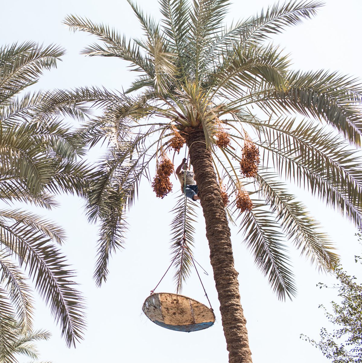 Photographer Christina Rizk On Date Palm Harvesting In Egypt