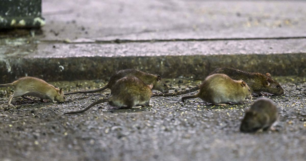 rats-and-feral-cats-are-increasing-in-new-york-city