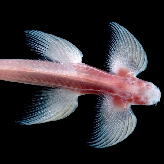 Despite TLC’s Advice, This Fish Goes Chasing Waterfalls