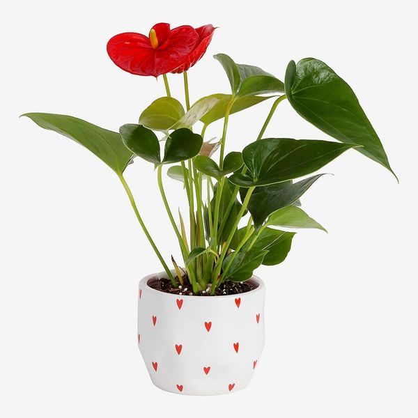 Costa Farms Blooming Anthurium - Tiny Hearts Decor Planter