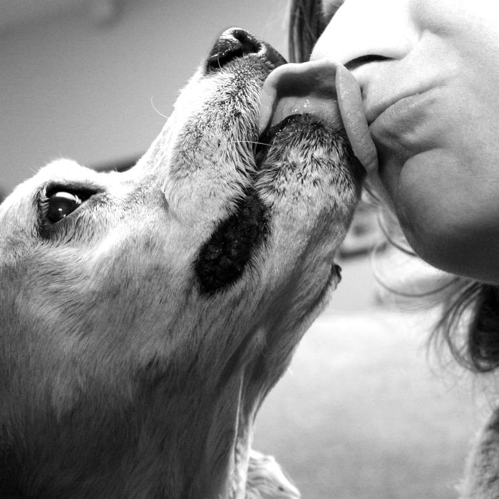 what does it mean if dog licks your face