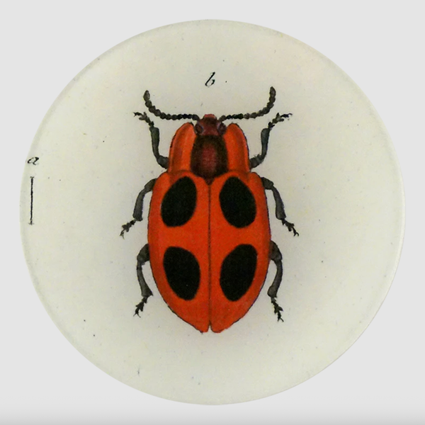 John Derian Big Dot Lady Bug Plate
