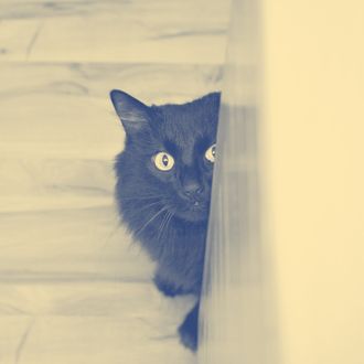 portrait completely black cat