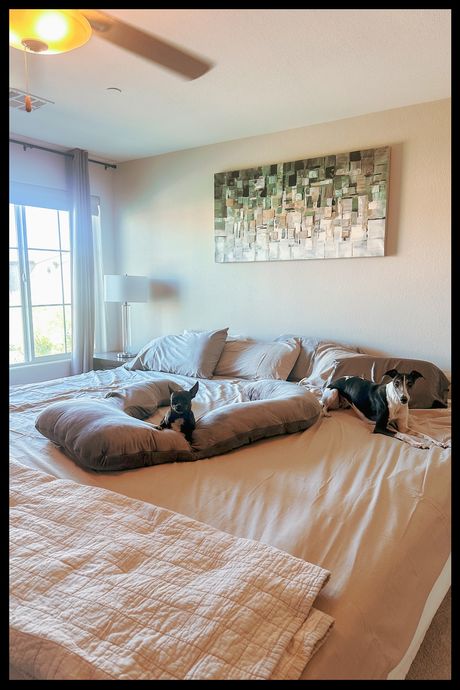 Two dogs on a giant mattress with a pregnancy pillow.