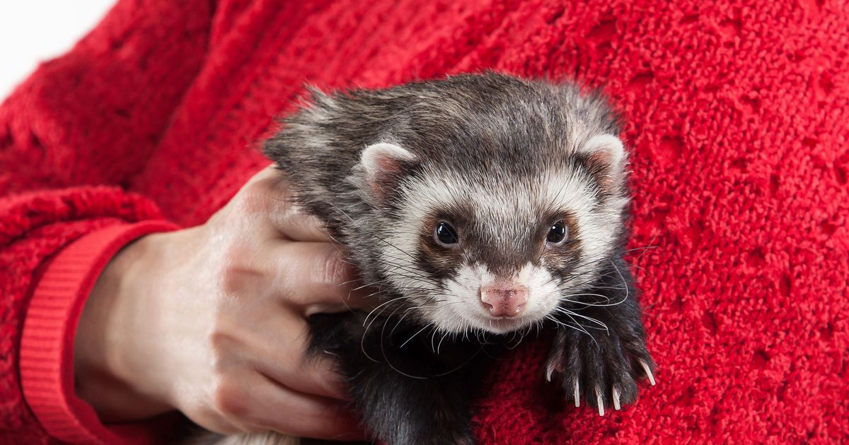 NYC’s Notorious Ferret Ban Is Here to Stay [Updated]