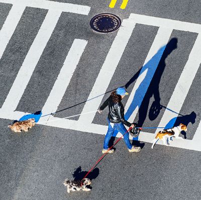 Dog walker crossing the street