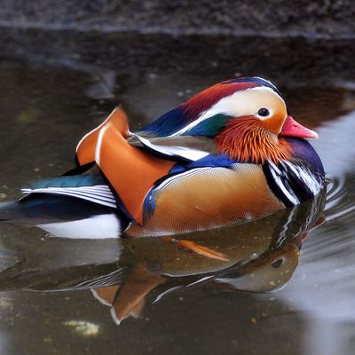 The hot, mysterious mandarin Duck.