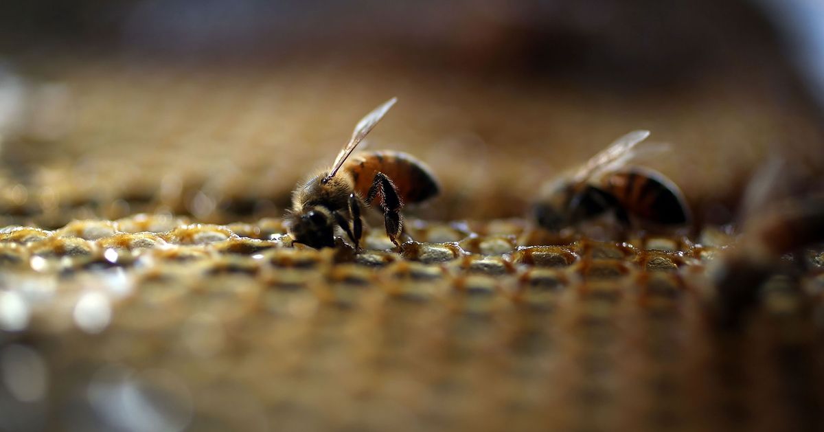 Pesticides Causing Severe OrganicHoney Shortage