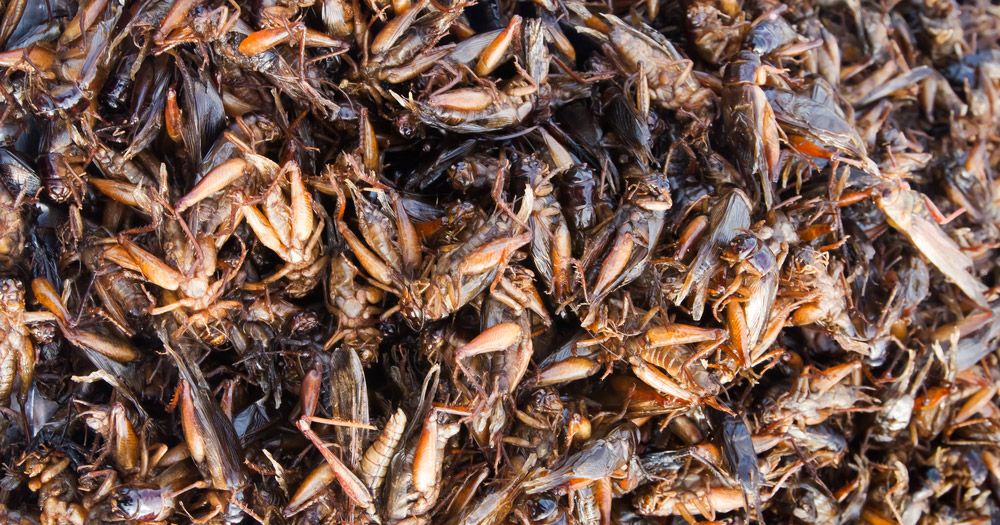 flour-made-of-crickets-exists-and-it-s-incredibly-expensive