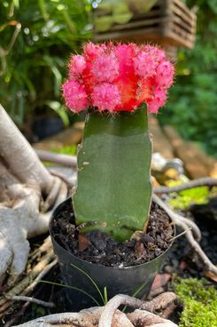 FloraMD Cactus de bola de rubí con flor de estrella rosa