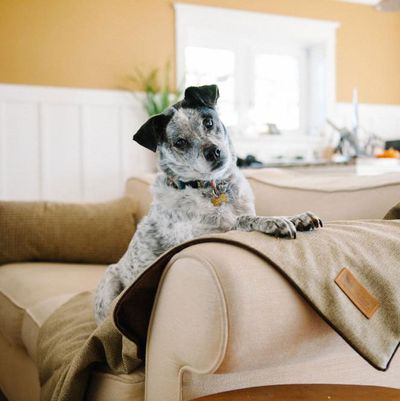 18 simple ways to remove pet hair from clothes, couches and car seats