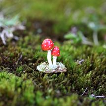 Wee Forest Folk Tiny Toadstools