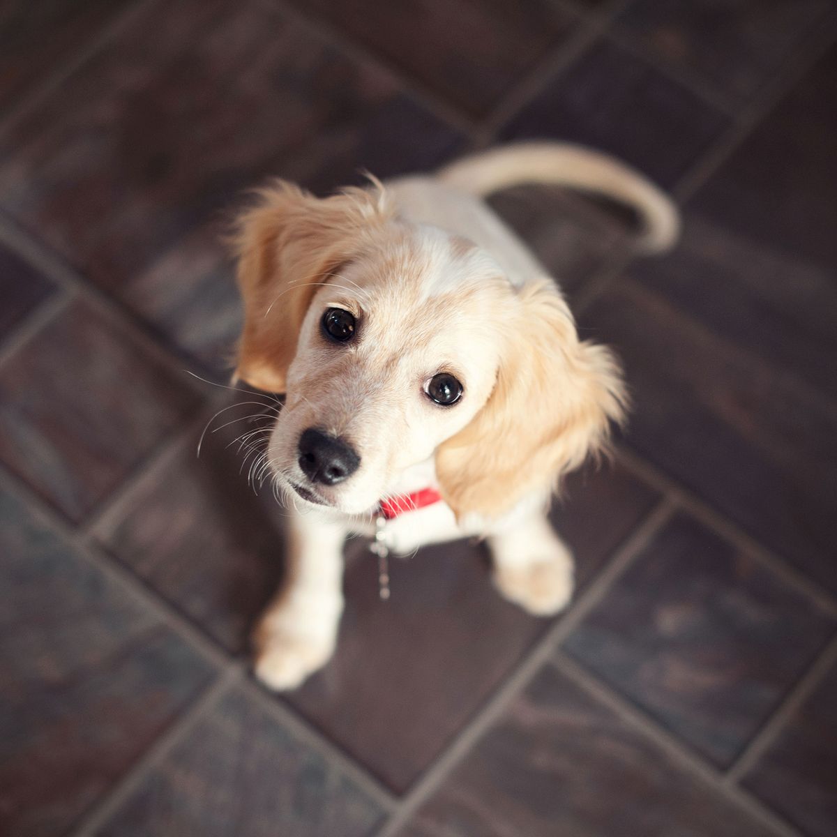 adopting a rehomed dog