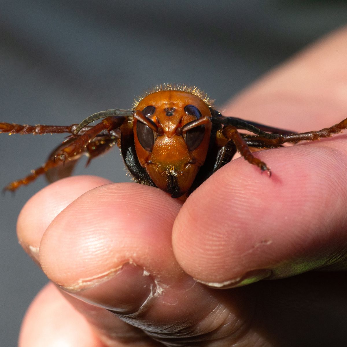 More Murder Hornets Spotted In Washington State