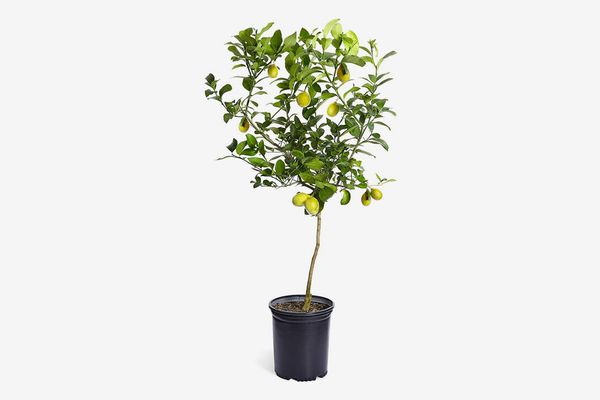 Brighter Blooms Improved Dwarf Meyer Lemon Tree, 3 to 4-Feet Tall