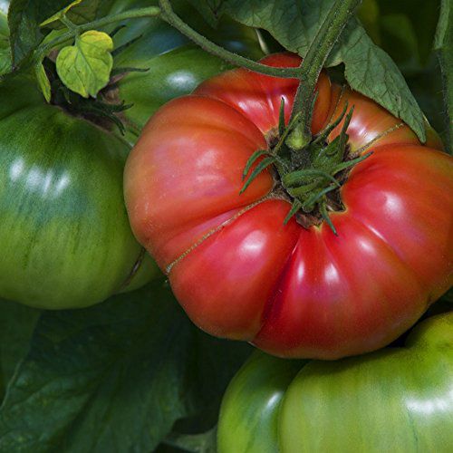 Prudens Purple Tomato Seeds - 10+ Organic Heirloom Tomato Seeds in Frozen Seed Capsules