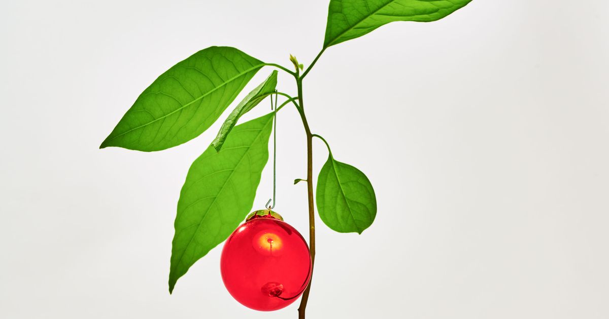 54 Best Christmas Gifts Under 50 2019 The Strategist