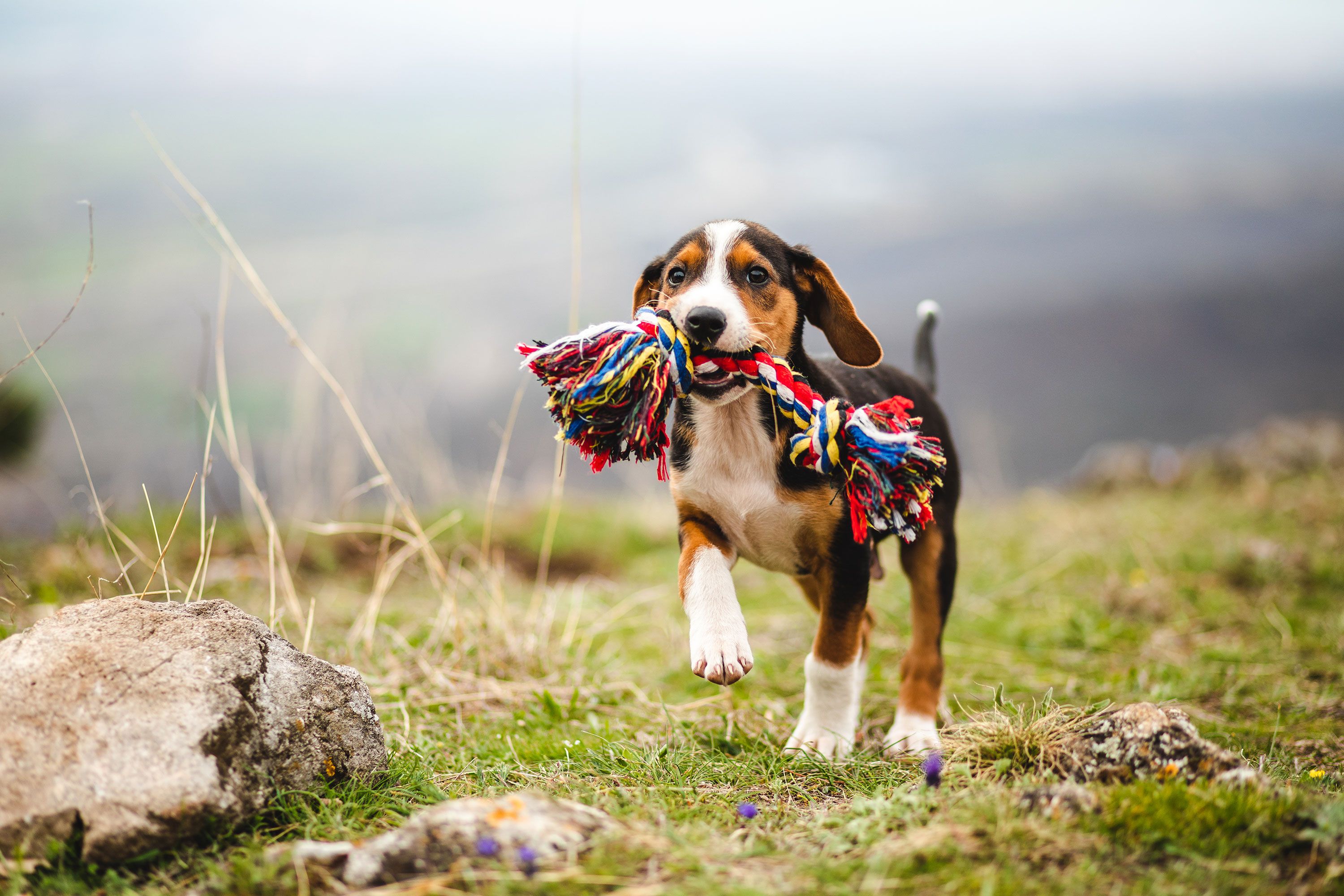 how long is the puppy chewing stage