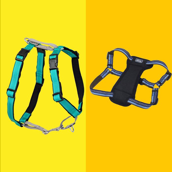 Should I Get A Harness For My Puppy