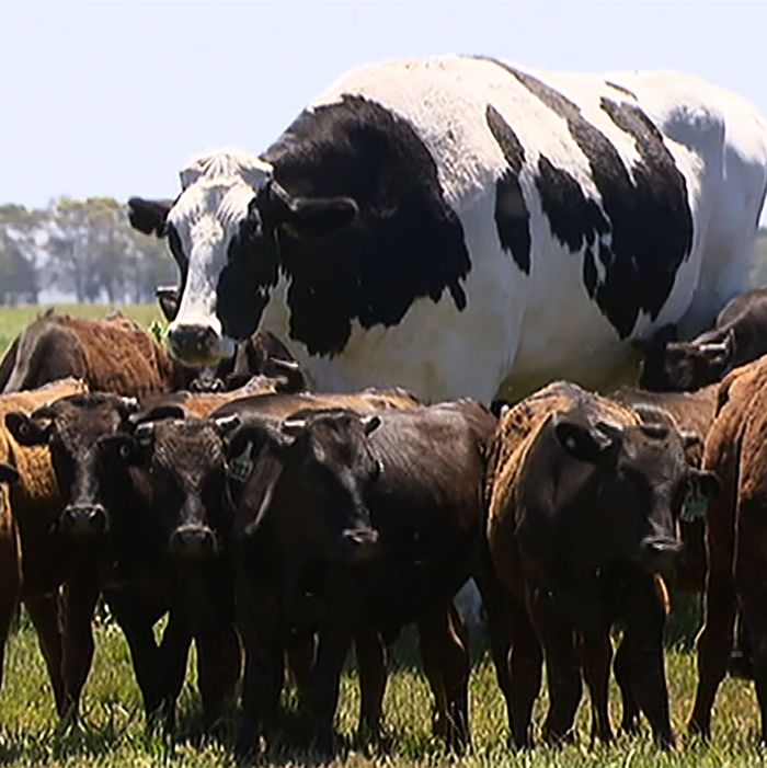 tallest cow in the world