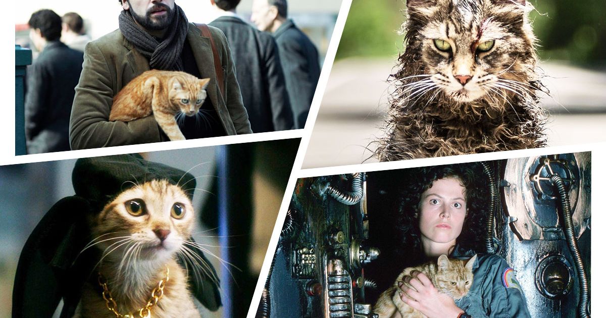 The Cats of Cats Ranked By How Much They Scare Me