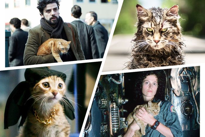 Trolley Eller unse Famous Cat Performances in Movies, Ranked