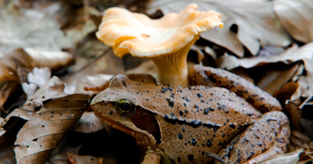New York Lawmakers to Debate Official State Amphibian Now