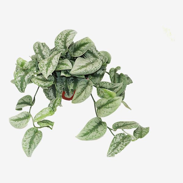 Scindapsus Pictus Satin Pothos Silver Splash