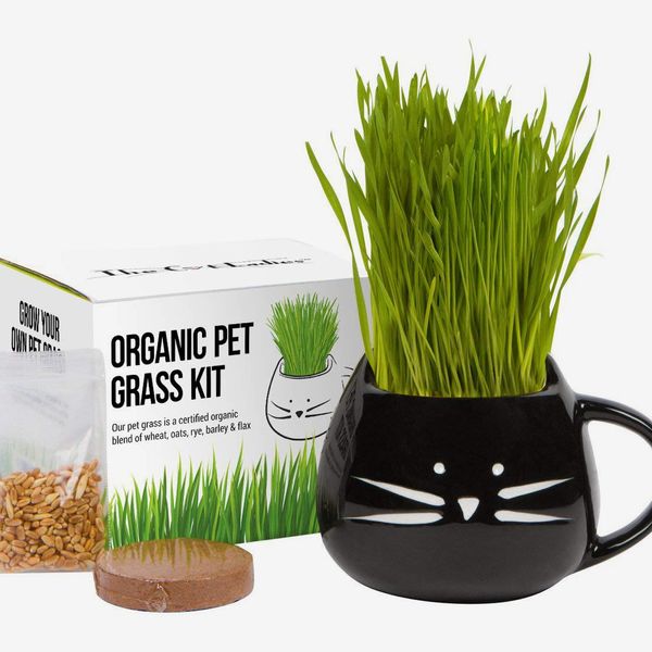 Organic Cat Grass Growing Kit
