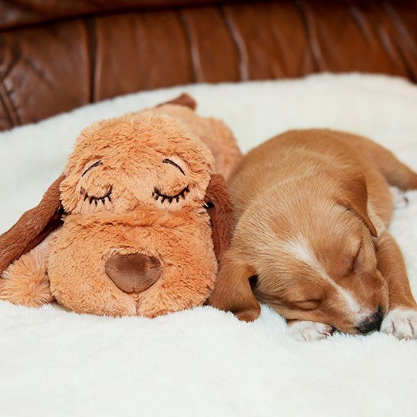 5 Tips for Food-Stuffed Dog Toys - Whole Dog Journal