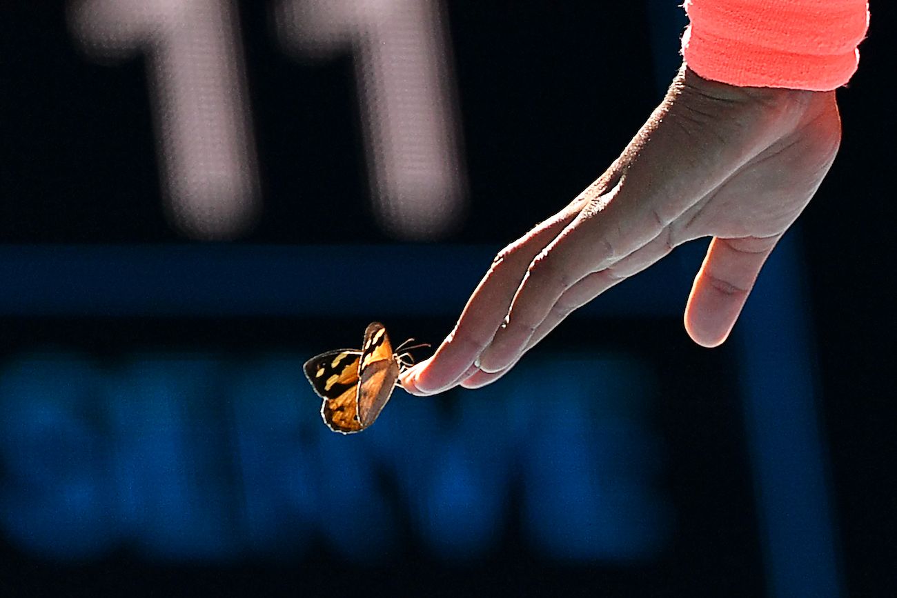 Butterfly Blesses Naomi Osaka During Australian Open