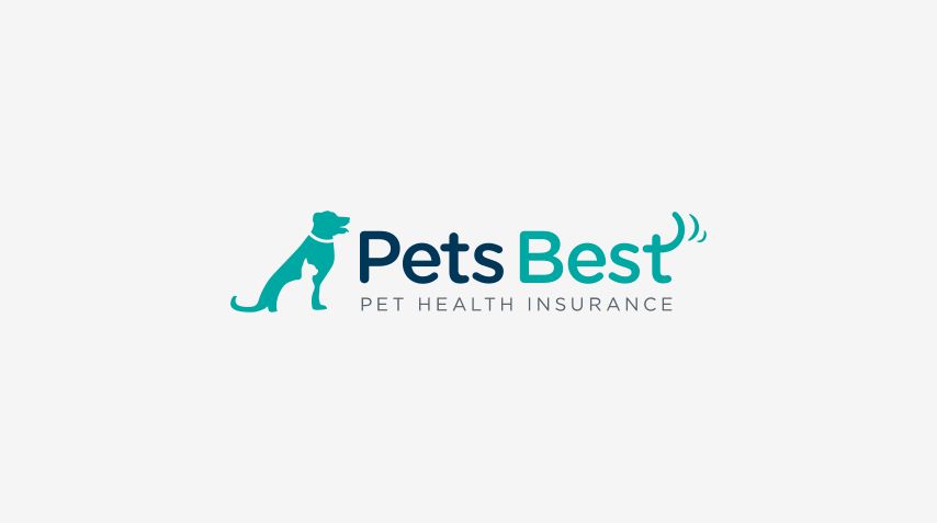 7 Best Pet Insurance Companies 2020 The Strategist