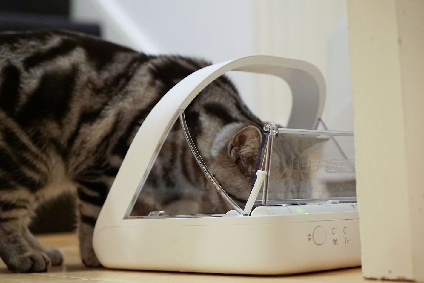 best cat automatic feeder