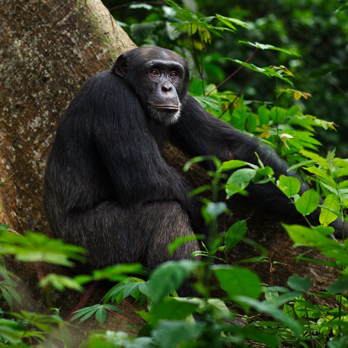 belgian woman banned from zoo chimpanzee attack