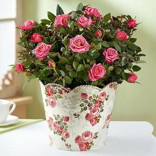 1800-Flowers Classic Budding Rose