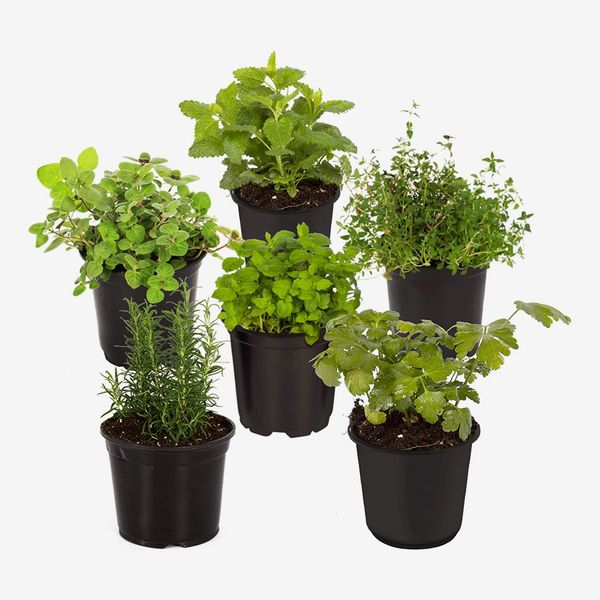 The Three Company Assorted Herbs 6-Pack