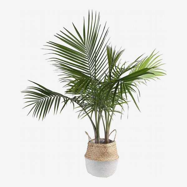 Costa Farms Majesty Indoor Palm Tree in Seagrass Basket, 3-Feet Tall