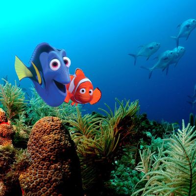 Finding Nemo