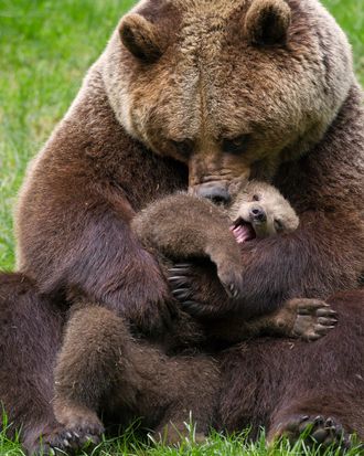 A different bear cub and their mom.