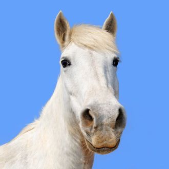 Camargue horse under clear blue sky, close-up