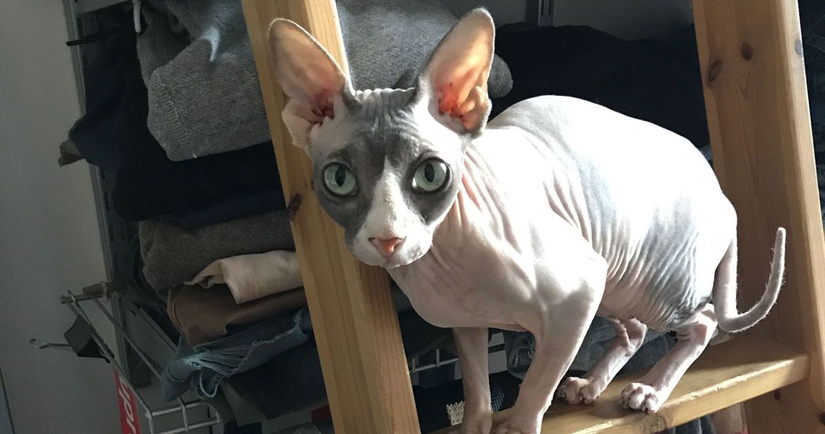 How To Care For A Hairless Cat Sphynx Care 2021 The Strategist New