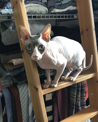 Hairless store cat care