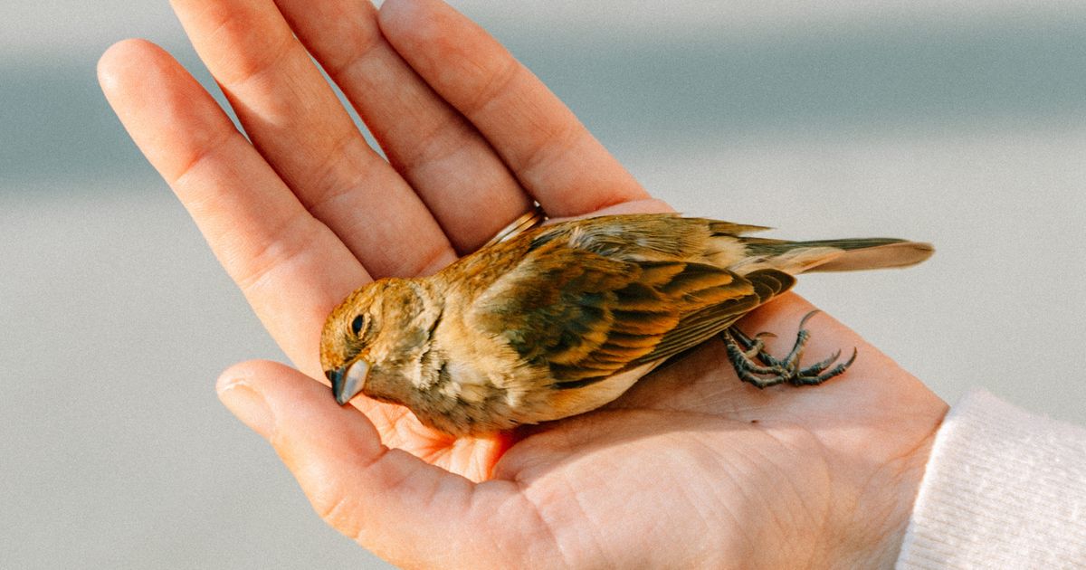 Making Rounds With New York's Bird EMTs - Vimarsana News