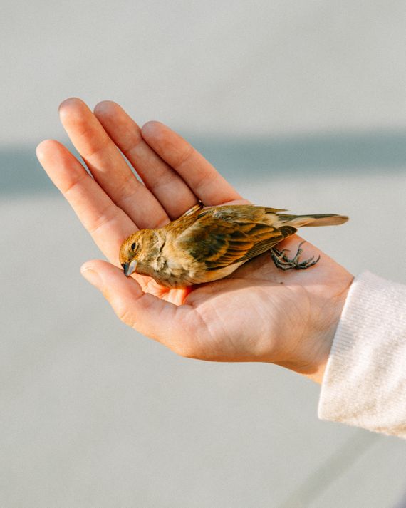 A Day With New York’s Bird Paramedics - Curbed