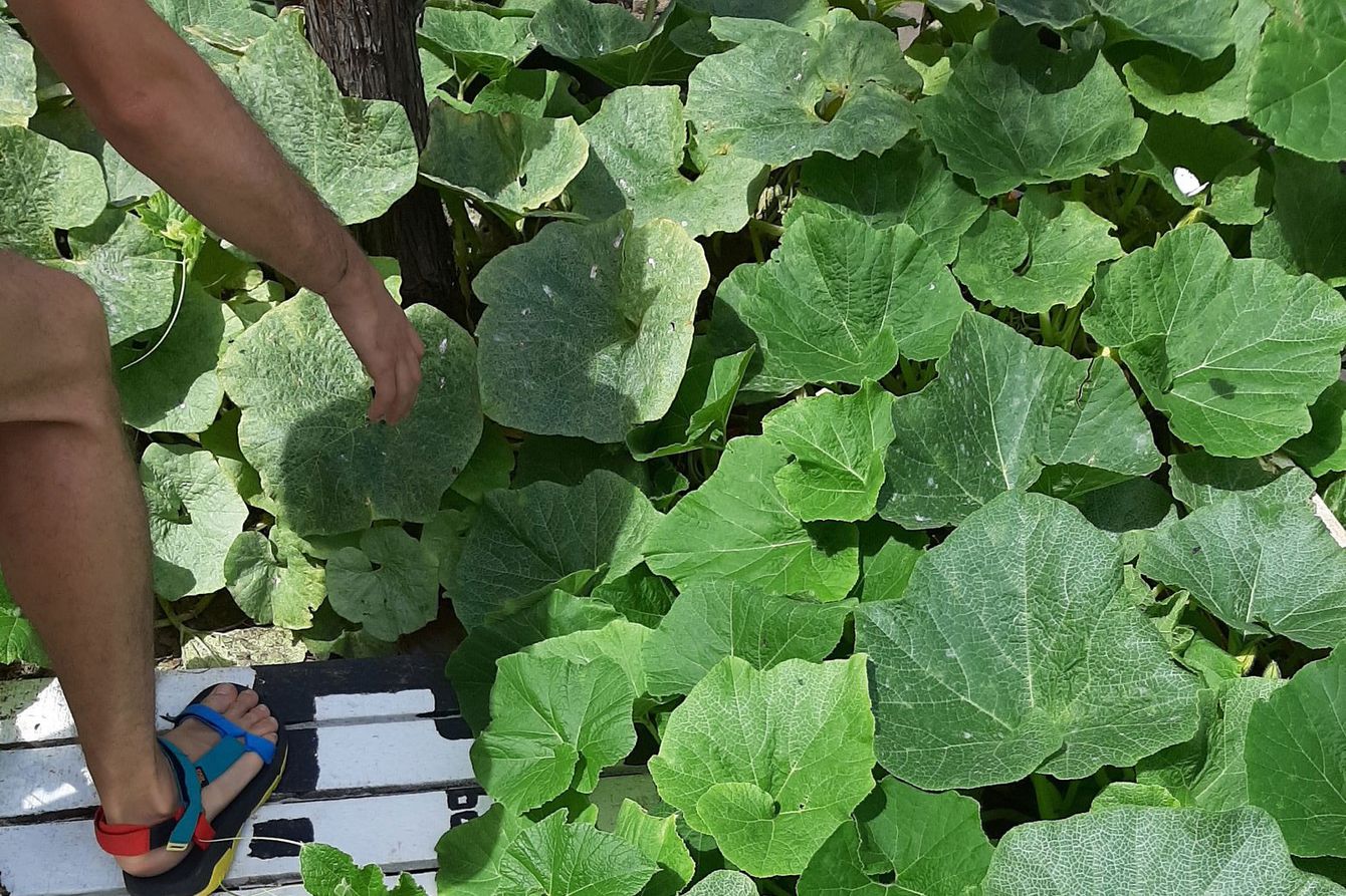 New York City’s Tree Pit Gardens