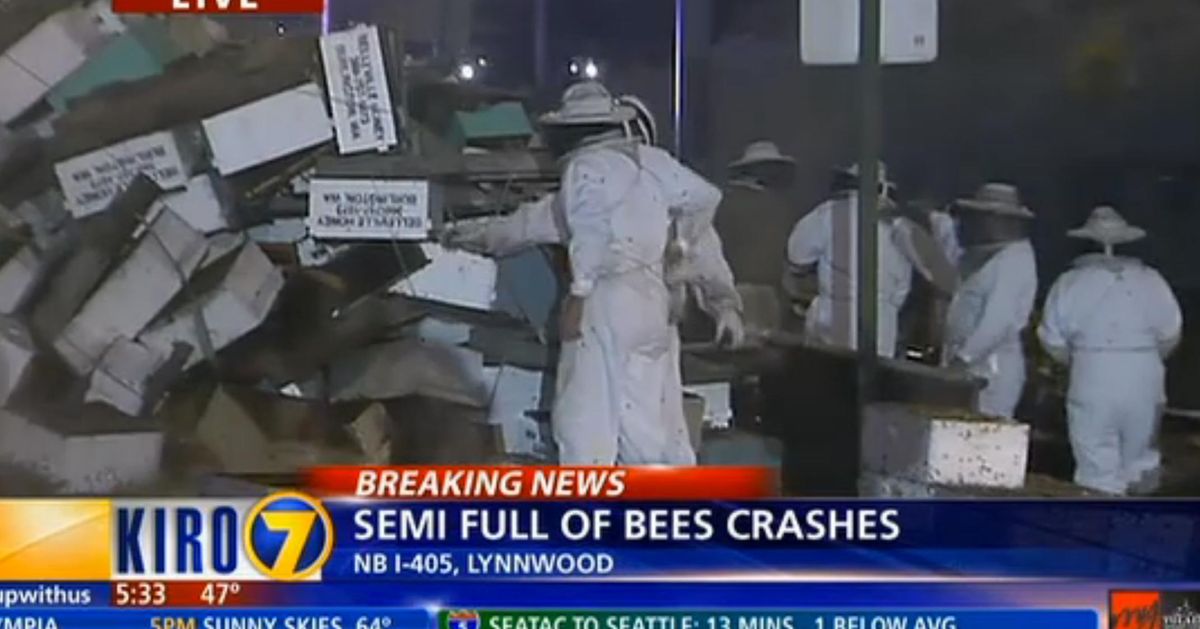 TV Reporter Covered in Bees Has Very Timely Story About Bees