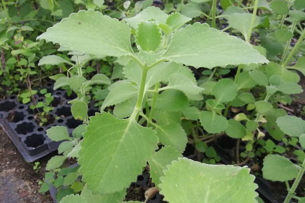 Cuban Oregano GMO Free Potted Plant